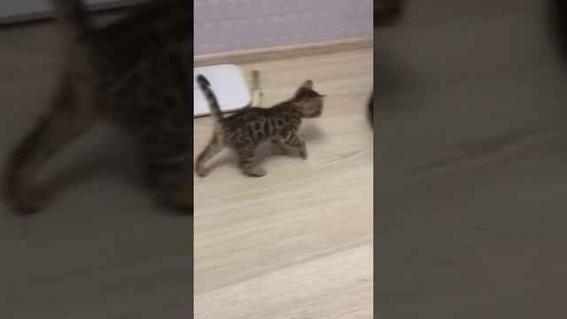 Маленький бенгальский котёнок кусает палец смотреть онлайн