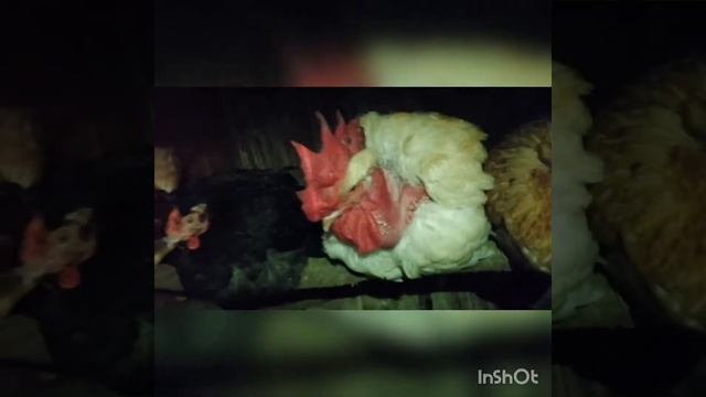 Матрица Дели, 3 инкубатора, итог. смотреть онлайн