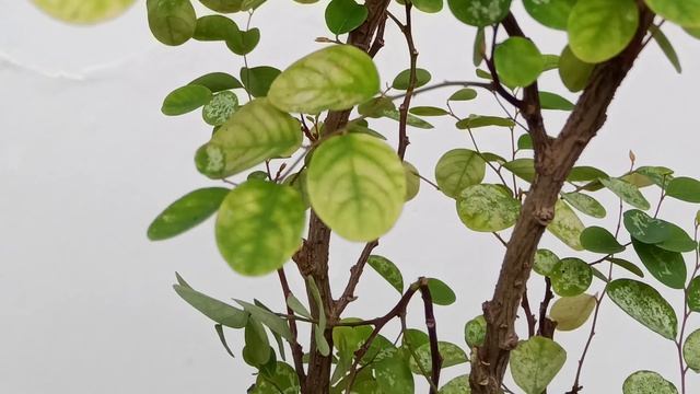 How to propagate Breynia "Snow Bush" Nivosa. (ENG SUB) смотреть онлайн