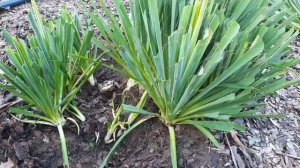 ЮККА. Как вырезать отцветшие юкки. Как размножить юкку. 02.10.2022