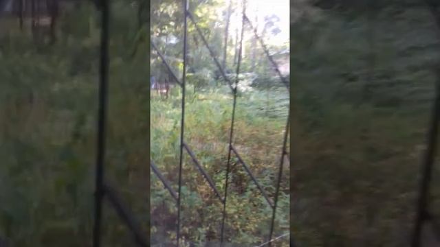 8 (925)577-37-47 // Сдаю 1к.кв. 33 кв.м. на ул. Коминтерна, д.48 в Жуковском. Аренда = 25 000р./мес смотреть онлайн