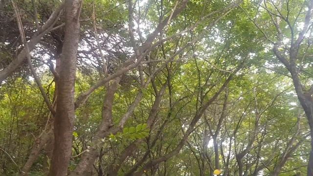 Корея.город Каннын.Парк возле дома.1 часть (Восхождение). смотреть онлайн