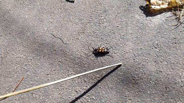 Четырехполосая лептура. Leptura quadrifasciata смотреть онлайн