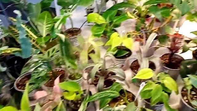 Галактика 8-9 марта. Самые разные цветы. смотреть онлайн