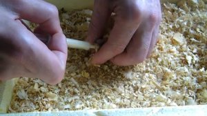 Птенцы попугаев (кореллы). Выкармливание с 1 по 13 сутки.