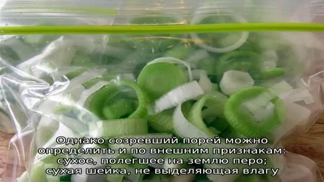 Когда убирать лук-порей и как его хранить смотреть онлайн