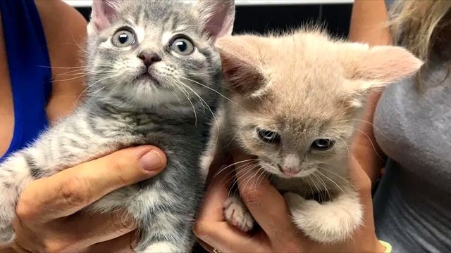 Котята остались без мамы, а потому поддерживали друг друга, зная, что они одни на всем белом свете смотреть онлайн