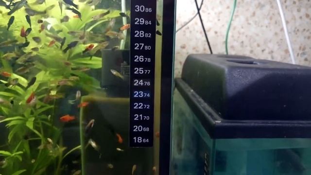 #Аквариумистика: Новые полосковые термометры