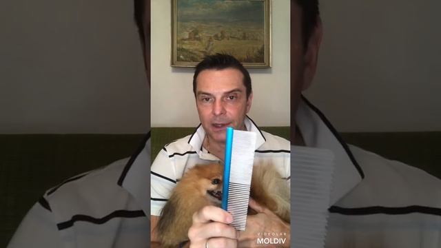УХОД ЗА ШЕРСТЬЮ ПОМЕРАНСКОГО ШПИЦА смотреть онлайн