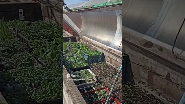Сибирь. Выношу часть рассады из теплицы в парник. смотреть онлайн