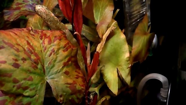 Звёздчатая нимфея (Nymphaea stellata) смотреть онлайн