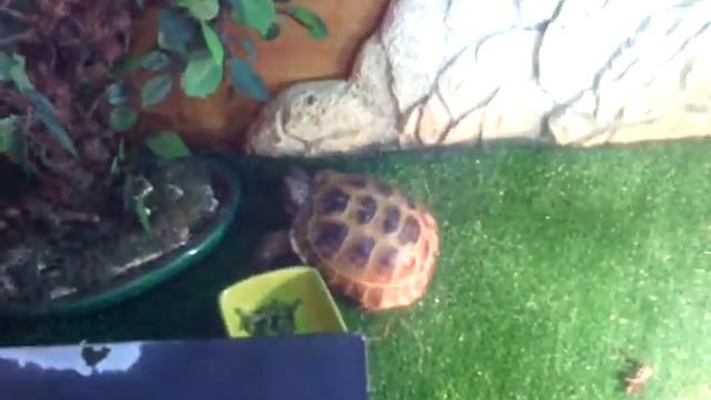 Последствия плохого содержания черепах. смотреть онлайн