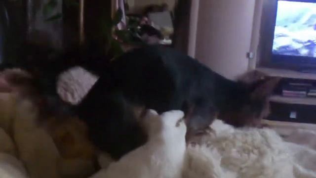"Всё запирдолил в доме .Нуууу Мииитька..."аж одеяло орёт)) смотреть онлайн