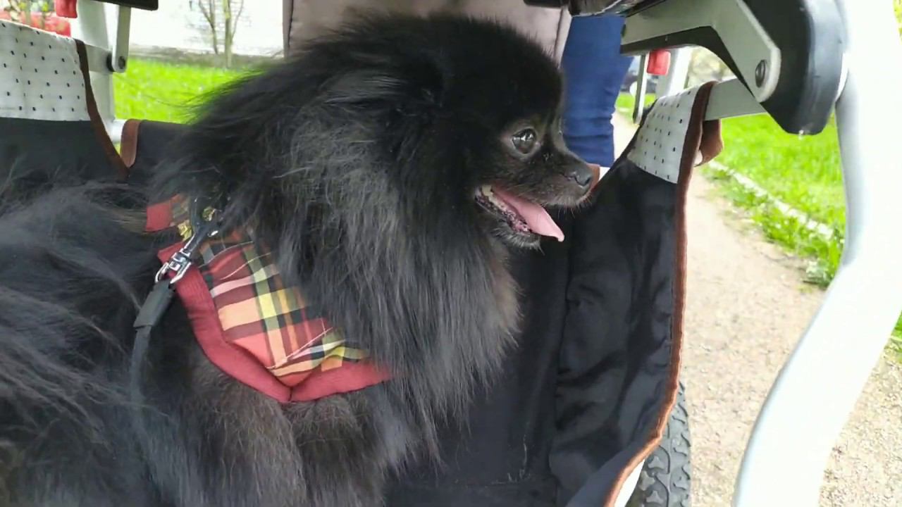 Шпиц и детская коляска смотреть онлайн