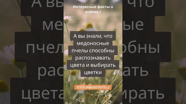 "Удивительные медоносные пчелы: Тайны ульев" 18 смотреть онлайн