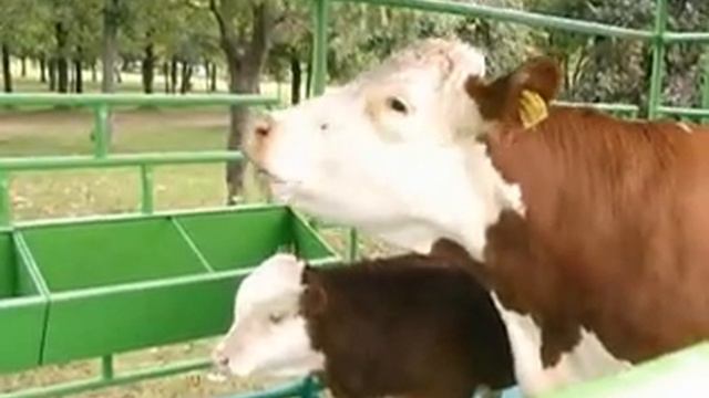 Дажынки 2008 смотреть онлайн