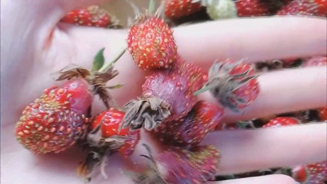 Клубника купчиха. Правдивый отзыв о сорте, советы по уходу и выращиванию. смотреть онлайн