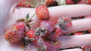 Клубника купчиха. Правдивый отзыв о сорте, советы по уходу и выращиванию.