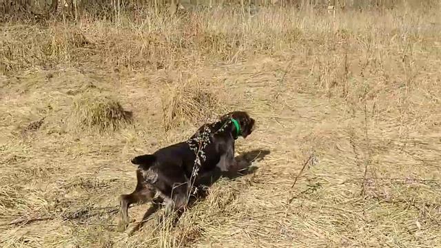 Работы по куропаткам, дратхаар Азарт смотреть онлайн