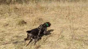 Работы по куропаткам, дратхаар Азарт