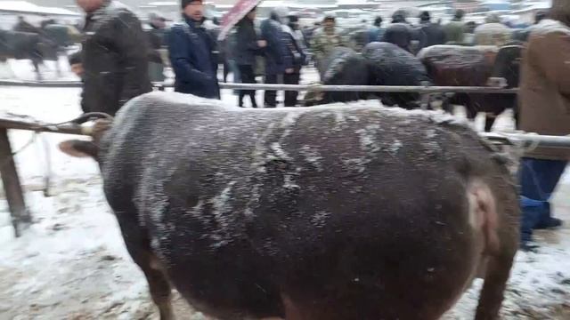 Uychi Tumani Yorqõrģon Mol Bozori Semiz Buqalar Narhlari 11.01.2023yil+99833.781.14.04