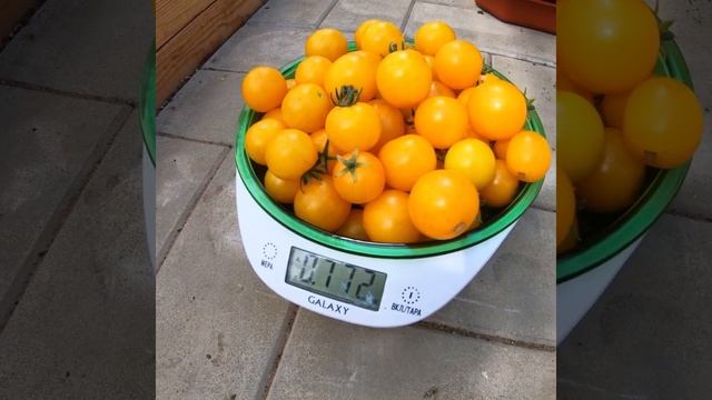 Собираю урожай томата Жемчужина желтая #томаты #выращиваниетоматов смотреть онлайн