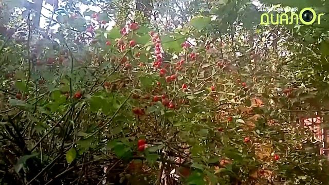 Шиповник на даче в Быково (Видеоблог Евгения Степанова) смотреть онлайн