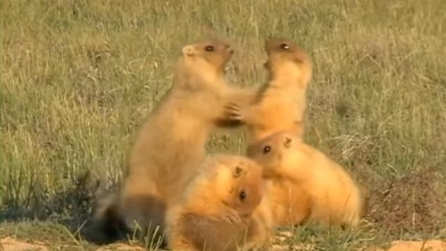 Бдительные и дружные альпийские сурки смотреть онлайн