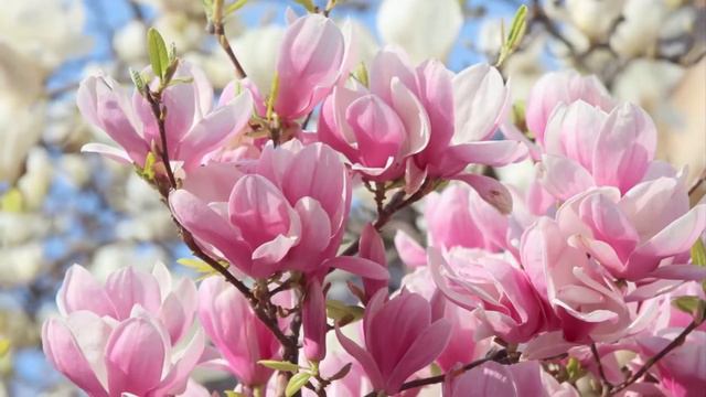 Отличная музыка для души🎧Лечебная релаксационная музыка💖Успокаивающая музыка для медитации 🎶 смотреть онлайн