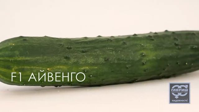 Огурец F1 Айвенго от Гавриш смотреть онлайн