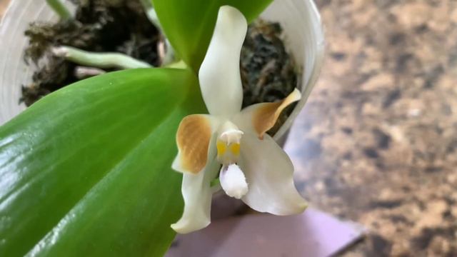 Phal. Tetraspis 'Coffee'