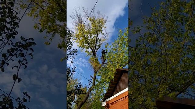Спил дерева частями породы Ясень в Саратове смотреть онлайн