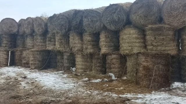 Ветрозащита для коров.Уличное содержание КРС породы Герефорд на поле. смотреть онлайн
