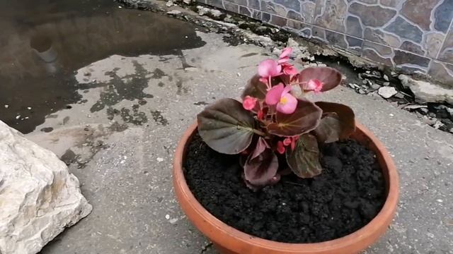 ДЕНЬ ПРОШЁЛ НЕ ЗРЯ//САЖАЮ ЦВЕТЫ ???