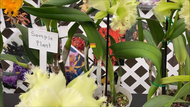 Orchids in Bloom Sale Feb 13-14, 2021 смотреть онлайн