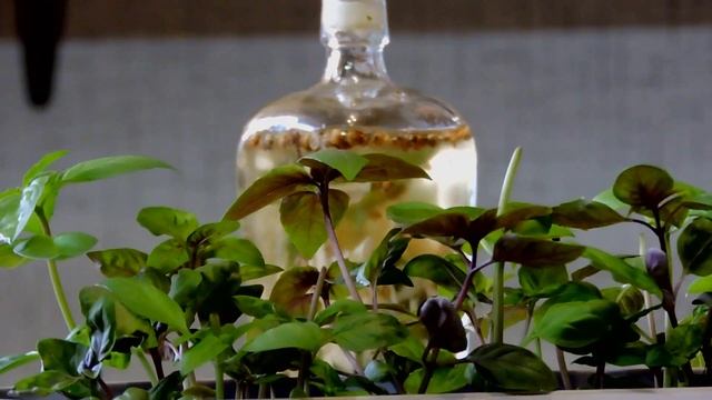 Вкусные салаты с пекинской капустой