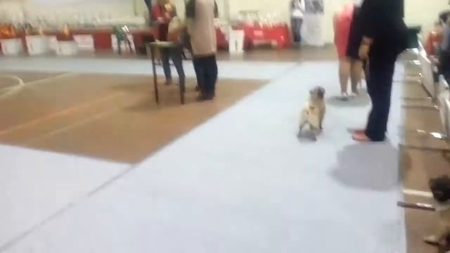 Выставка собак , Дзержинск ..2017 смотреть онлайн