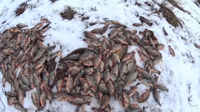 РЫБАЛКА КУЛСАРЫ - ВЫБИРАЕМ РЫБУ ДЛЯ УХИ смотреть онлайн