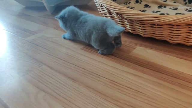 Британский котенок арнольд смотреть онлайн
