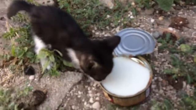 Спасаем бездомных животных. смотреть онлайн