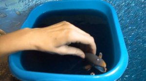 Морские обитатели. Видео-истории для детей 4-8 лет.