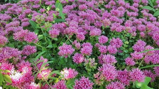 Очитки. Обильно цветущие многолетники. Самые неприхотливые.