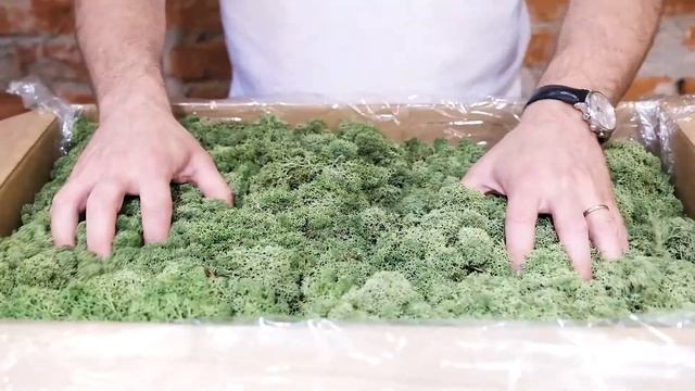 Все о мхах. Ягель от Этуаль флора смотреть онлайн