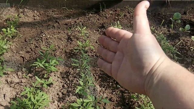 Порядок в теплице,все набирает рост смотреть онлайн