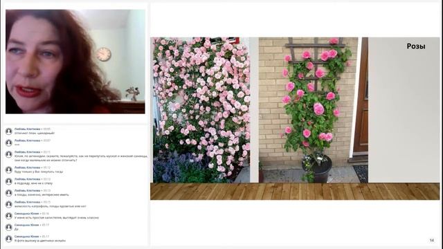 Растения для вертикального озеленения смотреть онлайн