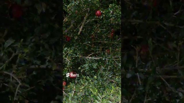 Кипр , гранатовое дерево, гранат , плоды , ночь