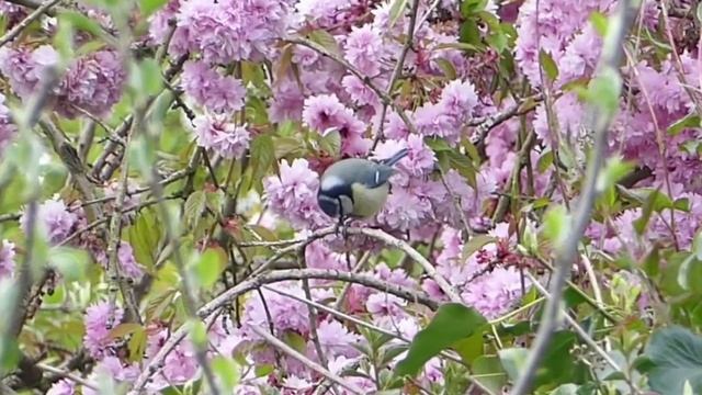 Let's continue with Relax! Rockabilly style! смотреть онлайн