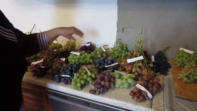 Как проходят мини дегустации винограда у меня дома для друзей и глав ЛПХ смотреть онлайн