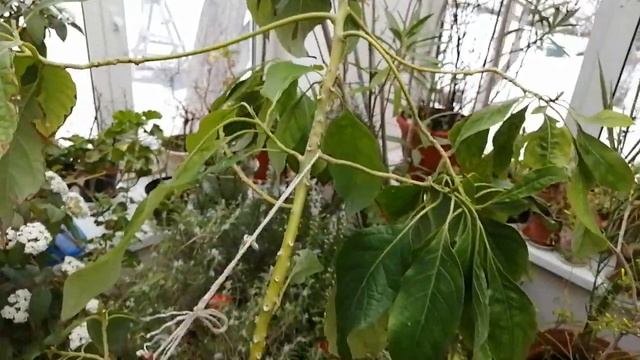 Авокадо, стоит ли выращивать. смотреть онлайн