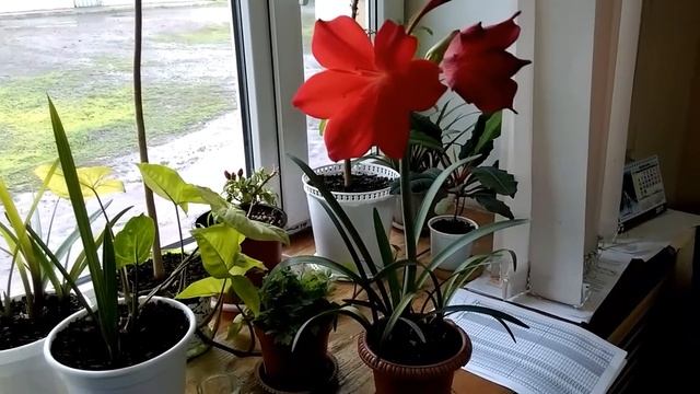 Амариллис цветение и уход смотреть онлайн